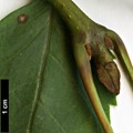 SpeciesSub: subsp. syriaca SpeciesSub: subsp. syriaca